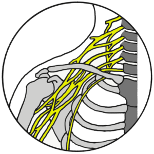 Nerve / Plexus