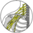 Nerve / Plexus